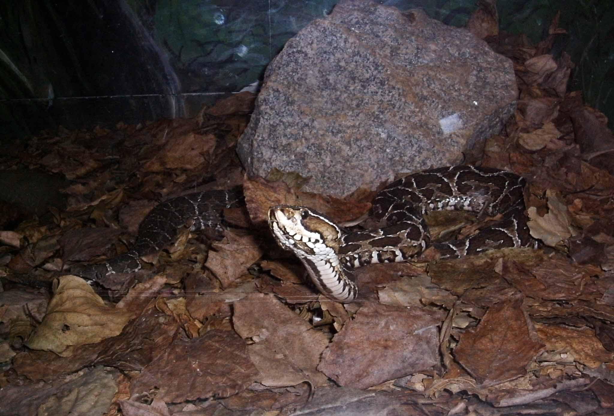 Bothrops alternatus.jpg [250 Kb]